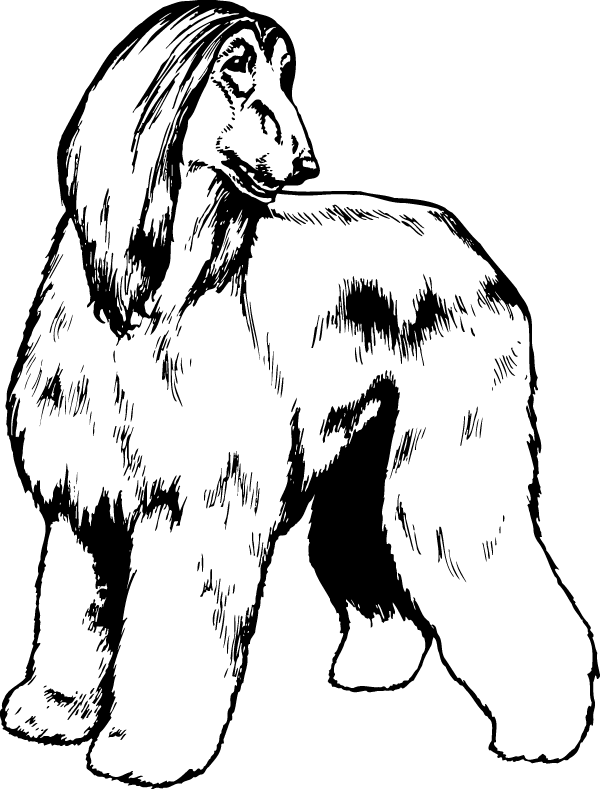 (image for) Afghan Hound with Head Turned Decal