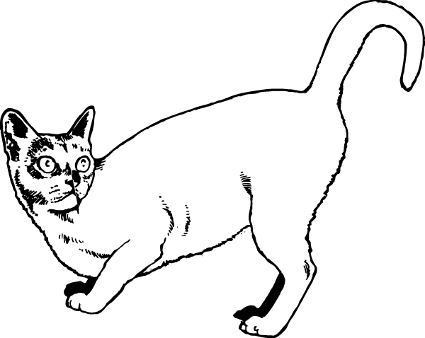 (image for) Startled Cat Decal