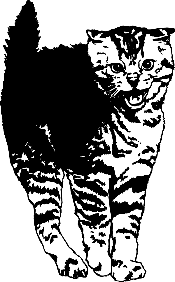 (image for) Scardy Cat Decal