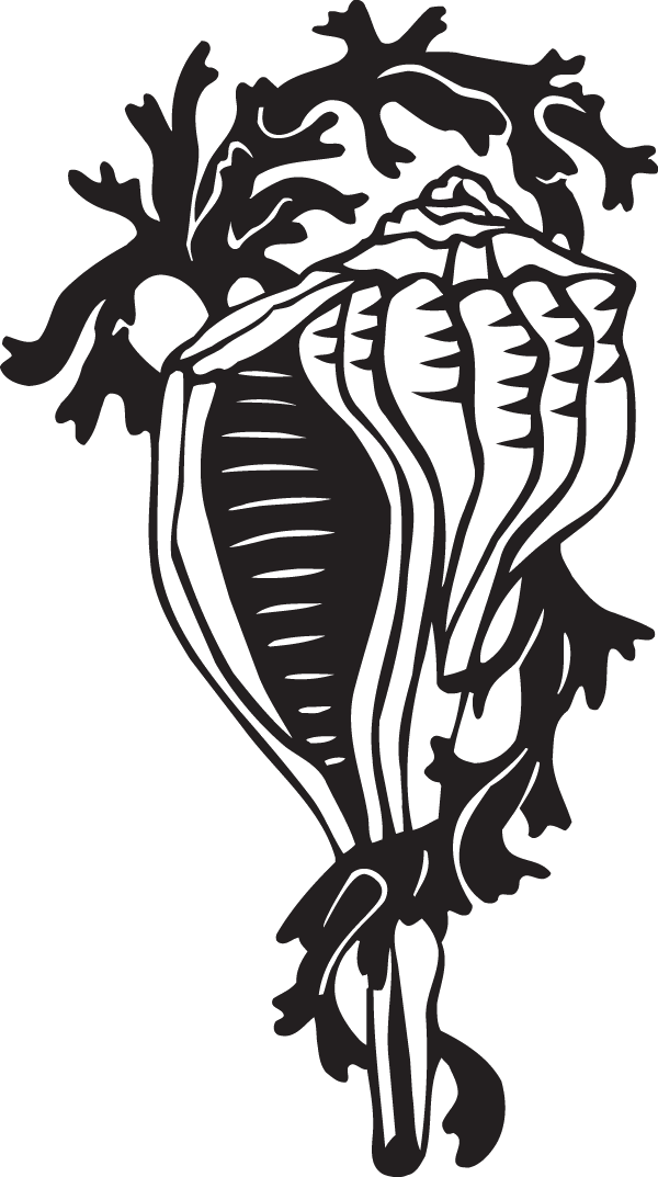 (image for) Conch Decal