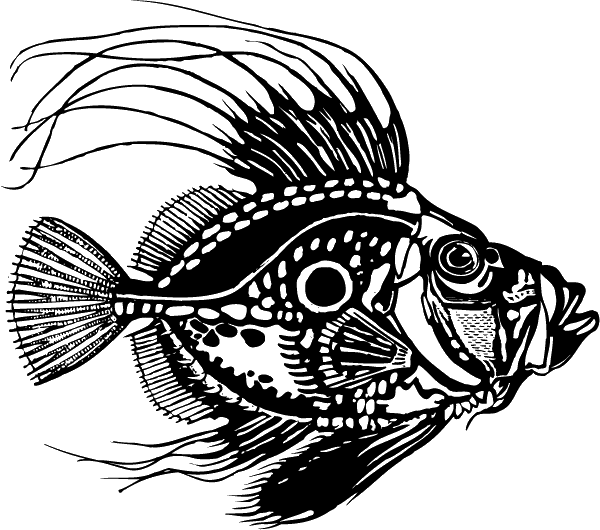 (image for) Freaky Fish Decal