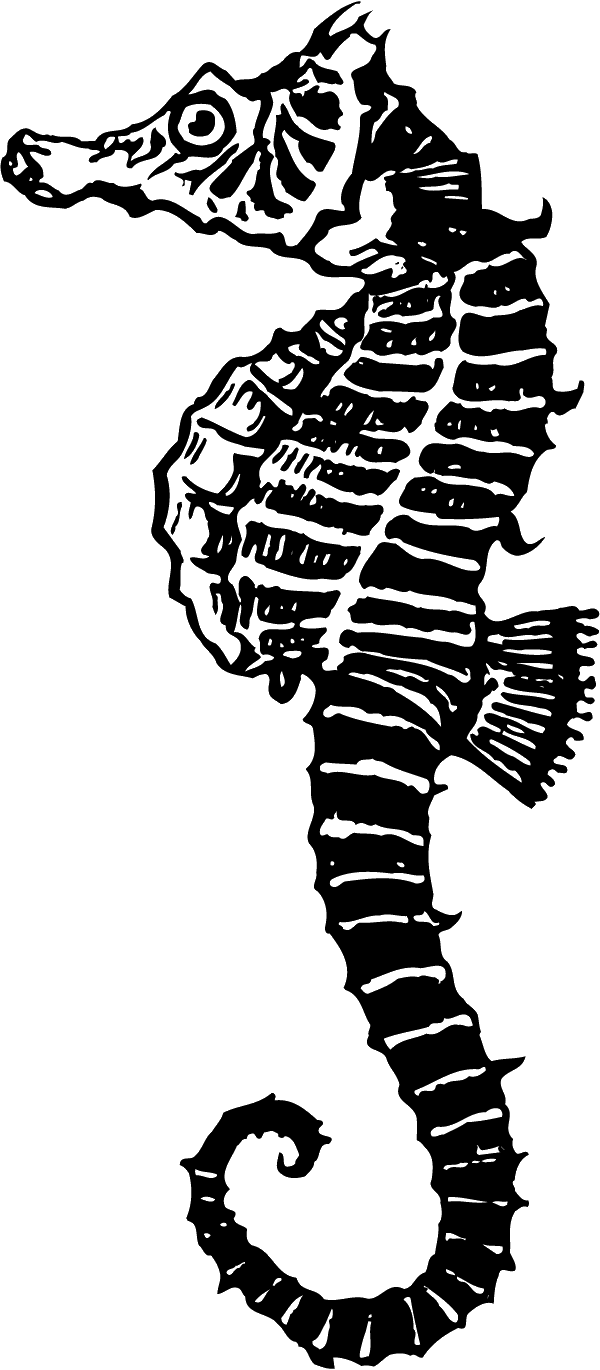 (image for) Seahorse Decal