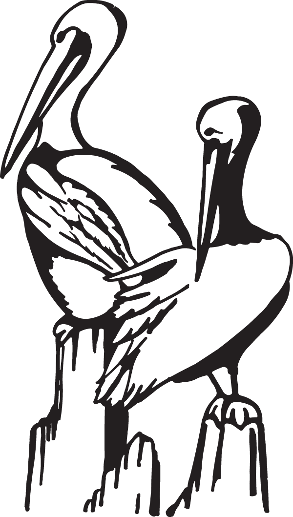 (image for) Two Pelicans