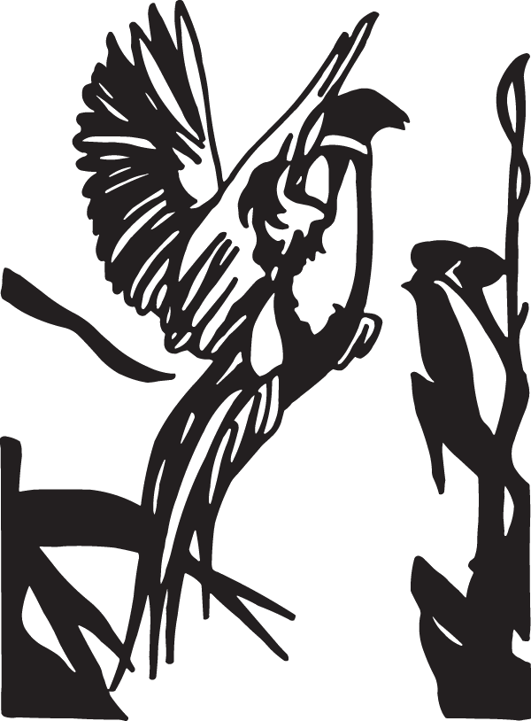 (image for) Ring Neck Pheasent