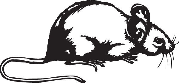 (image for) Deer Mouse Decal