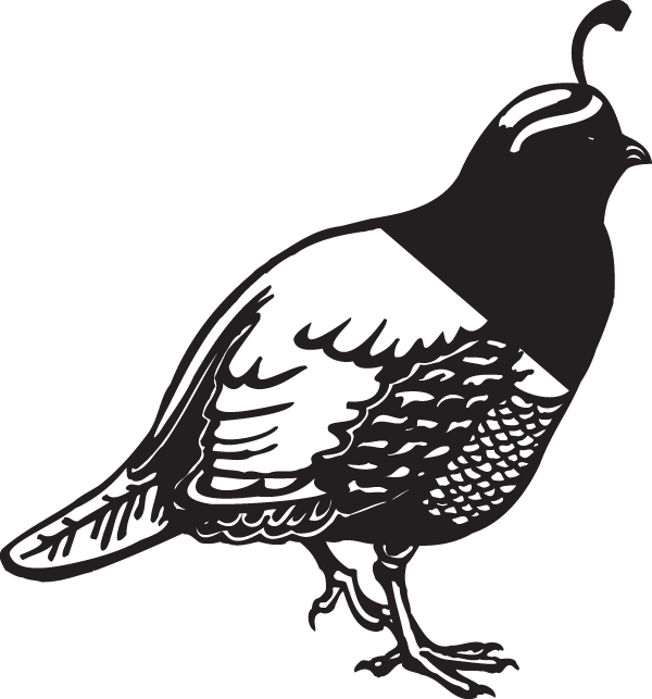 (image for) Pheasant Decal