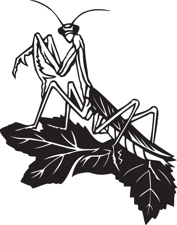 (image for) Praying Mantis decal