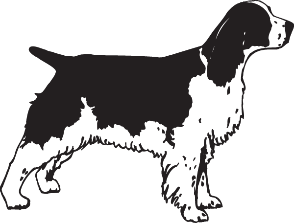(image for) English Cocker Spaniel Decal