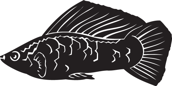 (image for) Sailfin molly Decal