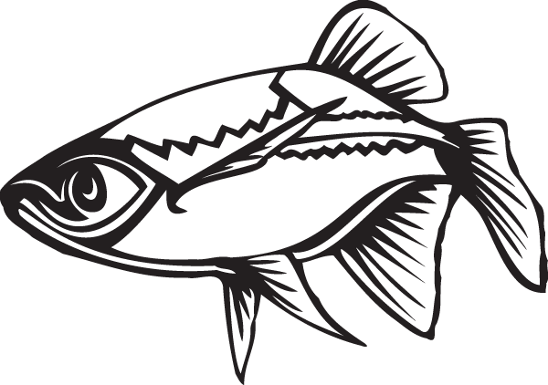 (image for) Fish
