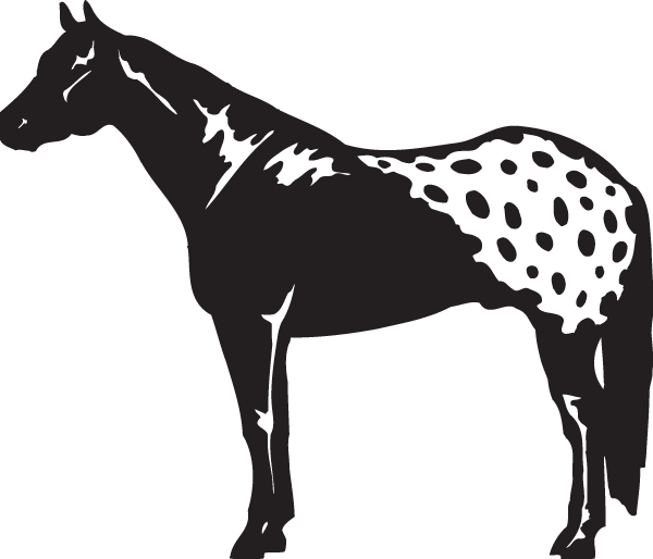 (image for) Appaloosa Decal
