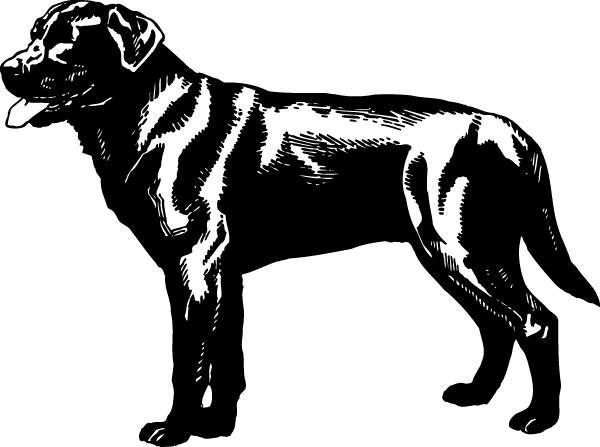 (image for) Black Labrador Decal