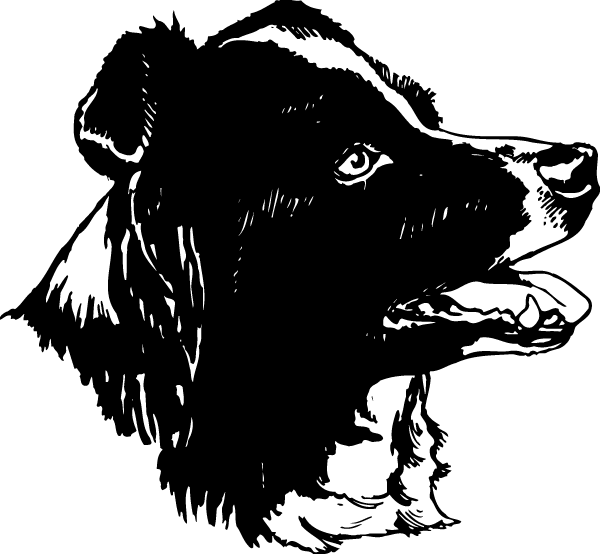 (image for) Border Collie Decal