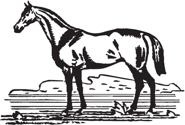 (image for) Horse Cartoon Decal