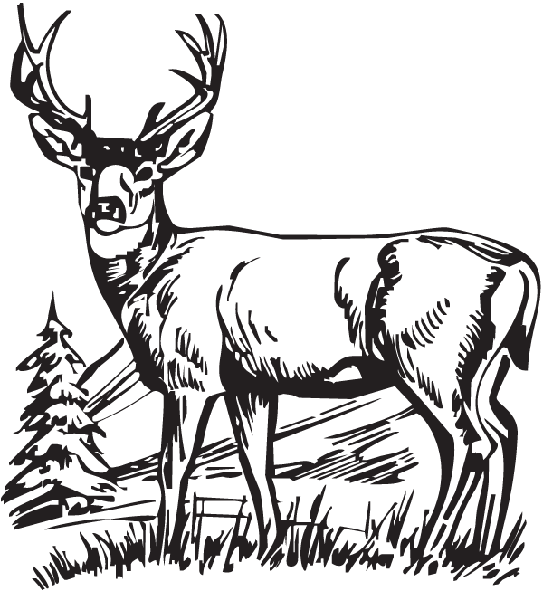 (image for) Big Buck Decal