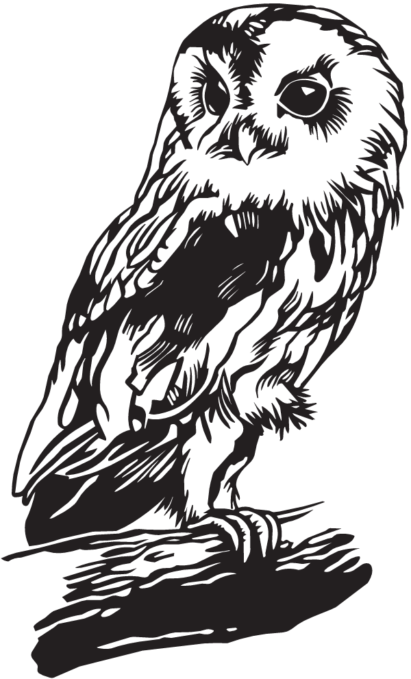 (image for) Common Barn Owl Decal