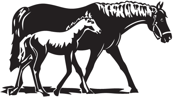 (image for) Mare & Colt Decal