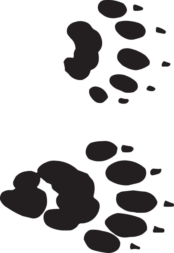 (image for) Black Bear Tracks Sticker